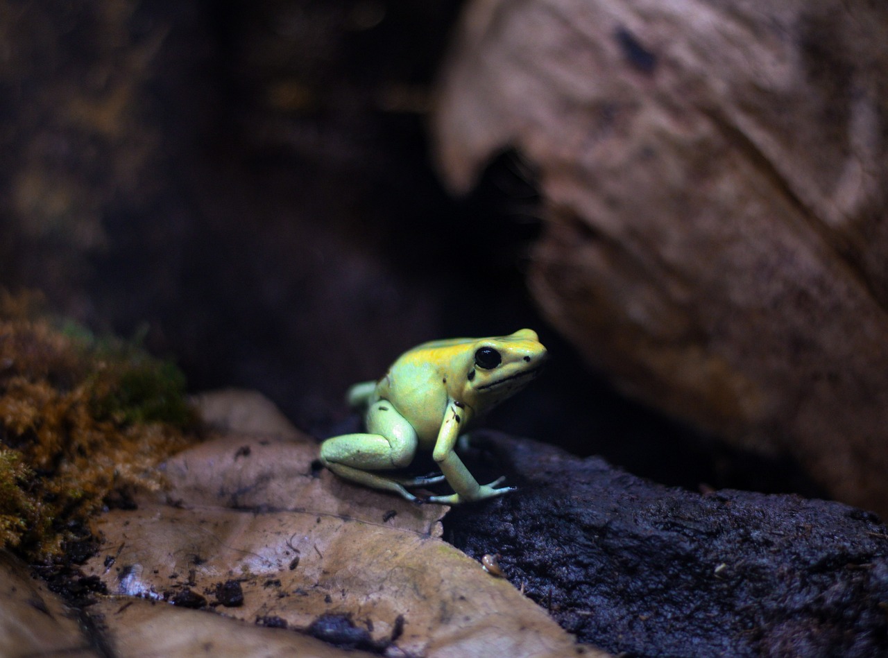 All about Amphibians - Contributions of Amphibians to Ecosystems